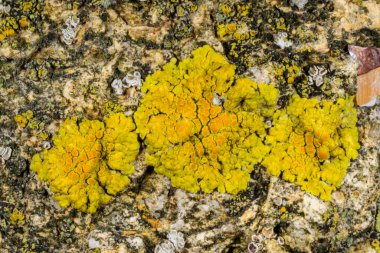 Karadeniz yakınlarındaki beton bir duvar ve taşlar üzerinde Caloplaca Saksonya ve diğer farklı türde kabuklu liken türleri, Odessa