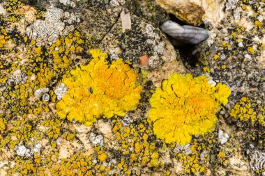 Karadeniz yakınlarındaki beton bir duvar ve taşlar üzerinde Caloplaca Saksonya ve diğer farklı türde kabuklu liken türleri, Odessa