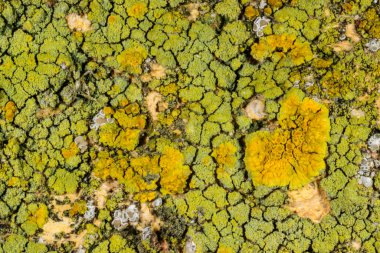 Karadeniz yakınlarındaki çeşitli hidrolik yapılarda çeşitli liken türleri, Odessa