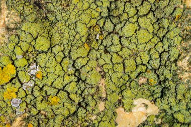 Karadeniz yakınlarındaki çeşitli hidrolik yapılarda çeşitli liken türleri, Odessa