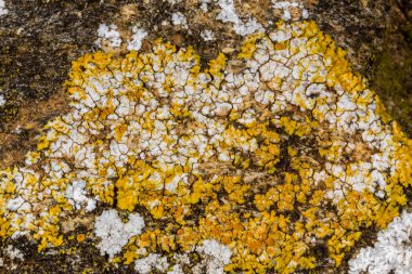 Karadeniz yakınlarındaki beton bir duvar ve taşlar üzerinde Caloplaca Saksonya ve diğer farklı türde kabuklu liken türleri, Odessa