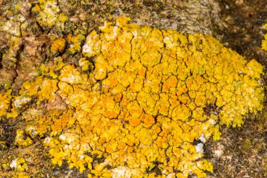 Karadeniz yakınlarındaki beton bir duvar ve taşlar üzerinde Caloplaca Saksonya ve diğer farklı türde kabuklu liken türleri, Odessa