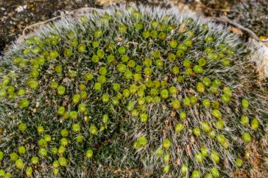 Grimmia pulvinata - deniz kenarındaki ıslak taşların üzerindeki spor kutularıyla yosunları çoğaltıyor, Odessa