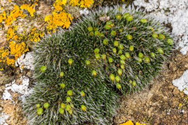 Grimmia pulvinata - deniz kenarındaki ıslak taşların üzerindeki spor kutularıyla yosunları çoğaltıyor, Odessa