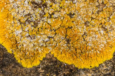 Karadeniz yakınlarındaki beton bir duvar ve taşlar üzerinde Caloplaca Saksonya ve diğer farklı türde kabuklu liken türleri, Odessa
