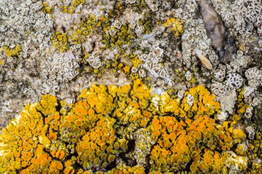 Caloplaca, Xanthoria and other different types of crustose lichen species on a concrete wall and stones near the Black Sea clipart