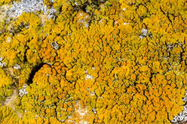 Karadeniz yakınlarındaki beton bir duvar ve taşlar üzerinde Caloplaca Saksonya ve diğer farklı türde kabuklu liken türleri, Odessa