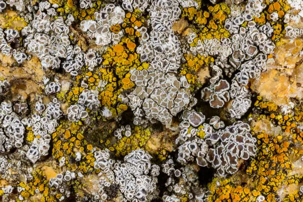 Karadeniz, Ukrayna yakınlarındaki kıyı kayalıklarında farklı türde litofil kabuklu kertenkeleler yetişiyor.