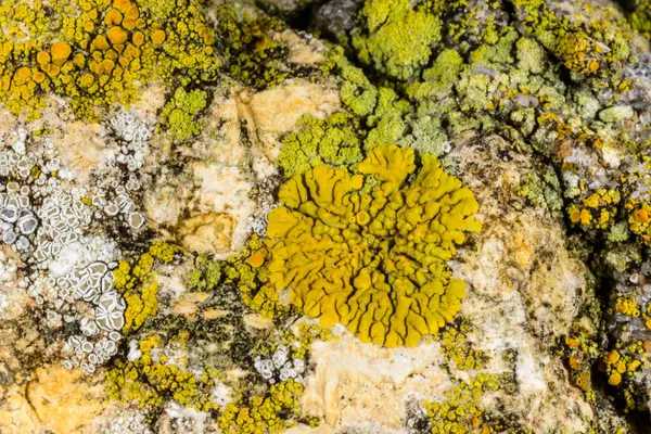 Caloplaca, Xanthoria ve Karadeniz yakınlarındaki beton duvar ve taşlarda bulunan diğer farklı türde kabuklu deniz yosunu türleri.