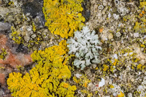 Lichen Physcia, deniz, Karadeniz ve Ukrayna yakınlarındaki kayalıklardaki diğer farklı tipteki lichens türleri arasında adscenens 'e sahiptir.