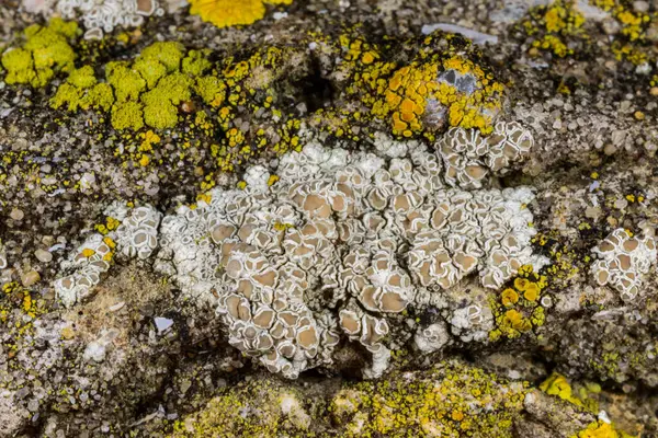 Karadeniz, Ukrayna yakınlarındaki kıyı kayalıklarında farklı türde litofil kabuklu kertenkeleler yetişiyor.