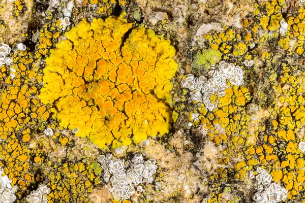 Karadeniz yakınlarındaki beton bir duvar ve taşlar üzerinde Caloplaca Saksonya ve diğer farklı türde kabuklu liken türleri, Odessa