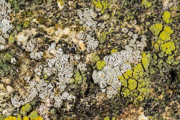 Karadeniz yakınlarındaki çeşitli hidrolik yapılarda çeşitli liken türleri, Odessa