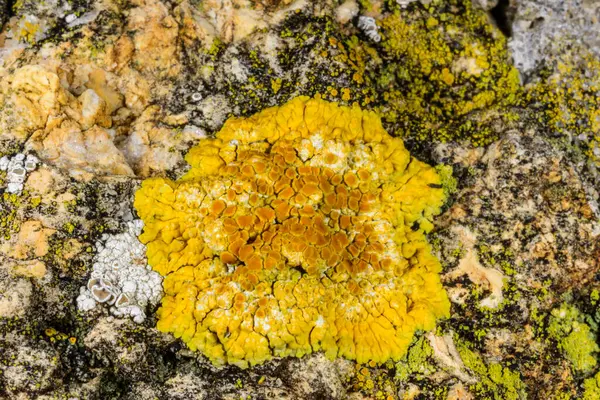 Karadeniz yakınlarındaki beton bir duvar ve taşlar üzerinde Caloplaca Saksonya ve diğer farklı türde kabuklu liken türleri, Odessa