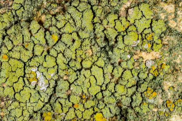 Karadeniz yakınlarındaki çeşitli hidrolik yapılarda çeşitli liken türleri, Odessa