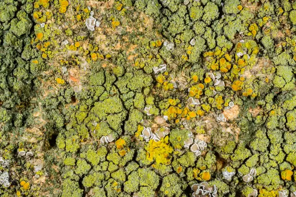 Karadeniz yakınlarındaki çeşitli hidrolik yapılarda çeşitli liken türleri, Odessa