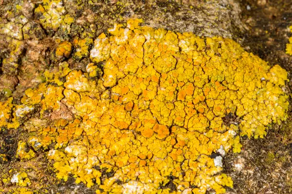 Karadeniz yakınlarındaki beton bir duvar ve taşlar üzerinde Caloplaca Saksonya ve diğer farklı türde kabuklu liken türleri, Odessa