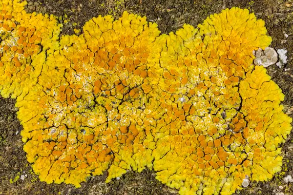 Karadeniz yakınlarındaki beton bir duvar ve taşlar üzerinde Caloplaca Saksonya ve diğer farklı türde kabuklu liken türleri, Odessa