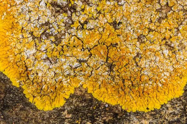 Karadeniz yakınlarındaki beton bir duvar ve taşlar üzerinde Caloplaca Saksonya ve diğer farklı türde kabuklu liken türleri, Odessa