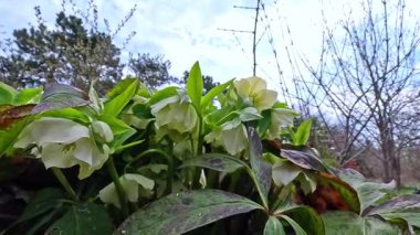 Çiçek açan Hellebore sp. Beyaz çiçekli çalılar ve koyu yeşil soğuğa dayanıklı yapraklar.