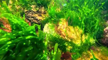 Su altı görüntüsü, kırmızı ve yeşil algler Ulva veya Enteromorpha bağırsak kayaları Karadeniz 'deki ilkbaharda taşların üzerinde kıyıya yakın kayalar üzerinde