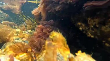 Karadeniz 'deki yosunlar, kıyıya yakın kayalıklardaki kırmızı algler Porphyra leuctricta, Karadeniz.