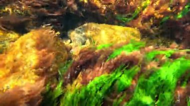 Su altı manzarası, kırmızı alg Porphyra ve yeşil alg Enteromorpha Karadeniz 'deki baharda taşların üzerinde kıyıda sallanıyorlar.