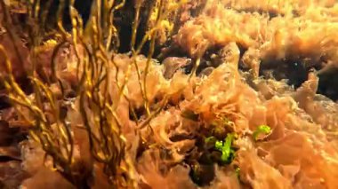 Sualtı manzarası, kırmızı alg Porphyra ve yeşil alg Enteromorpha Karadeniz 'deki ilkbaharda kayaların üzerinde kıyıda sallanıyorlar.