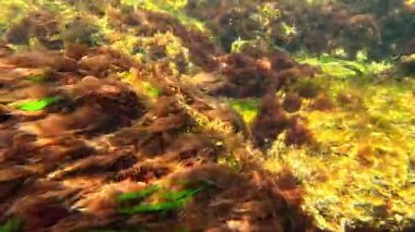 Karadeniz 'deki sualtı manzarasında algler, kıyıya yakın kayalarda kırmızı algler Porphyra leucostricta, Karadeniz