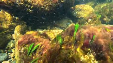 Karadeniz 'deki bir sualtı arazisinde deniz yosunları, kırmızı algler Porphyra ve Scytosiphon, kıyıya yakın kayalarda yeşil Cladophora, Karadeniz