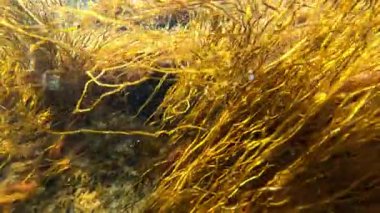 Karadeniz 'deki sualtı manzarası, kırmızı algler Porphyra ve kayaların üzerindeki Scytosiphon.