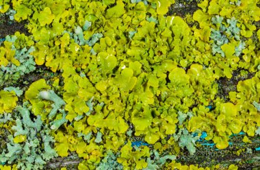 Xanthoria parietina, Karadeniz yakınlarındaki ıslak taşlarda sporları olan üreme organları olan yaygın bir liken türü, Odessa