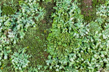 Phaeophyscia orbicularis ve Karadeniz yakınlarındaki kireçtaşı kayalardaki diğer kabuklu kertenkeleler.
