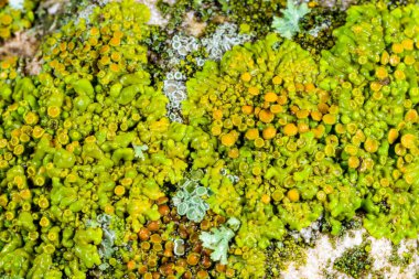 Xanthoria parietina, Karadeniz yakınlarındaki ıslak taşlarda sporları olan üreme organları olan yaygın bir liken türü, Odessa