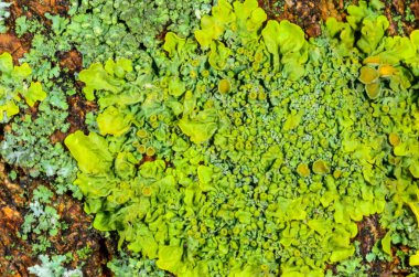 Xanthoria parietina, Karadeniz yakınlarındaki ıslak taşlarda sporları olan üreme organları olan yaygın bir liken türü, Odessa