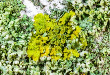 Xanthoria parietina, Karadeniz yakınlarındaki ıslak taşlarda sporları olan üreme organları olan yaygın bir liken türü, Odessa