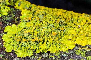 Xanthoria parietina, Karadeniz yakınlarındaki ıslak taşlarda sporları olan üreme organları olan yaygın bir liken türü, Odessa