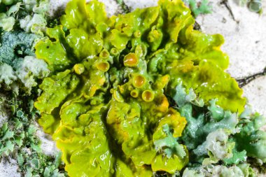 Xanthoria parietina, Karadeniz yakınlarındaki ıslak taşlarda sporları olan üreme organları olan yaygın bir liken türü, Odessa