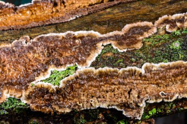 Sillindrobasidium, Ukrayna 'da çürümüş bir ağaç dalında saprotrofik kabuk mantarı olarak gelişir.