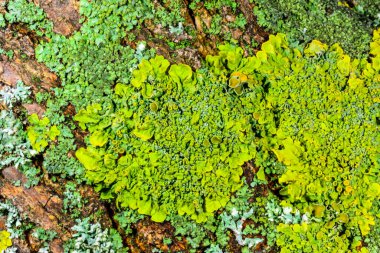 Xanthoria parietina, Karadeniz yakınlarındaki ıslak taşlarda sporları olan üreme organları olan yaygın bir liken türü, Odessa