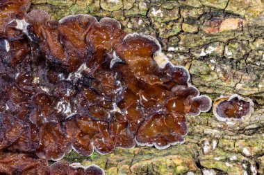 Auricularia mezanterica - yaşlı bir ağaç kütüğünde büyüyen saprofitik mantar