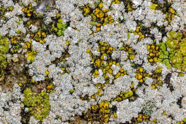 Karadeniz, Ukrayna yakınlarındaki kıyı kayalıklarında farklı türde litofil kabuklu kertenkeleler yetişiyor.