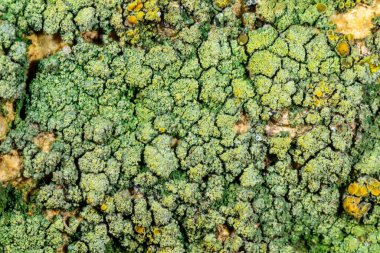 Karadeniz, Ukrayna yakınlarındaki kıyı kayalıklarında farklı türde litofil kabuklu kertenkeleler yetişiyor.