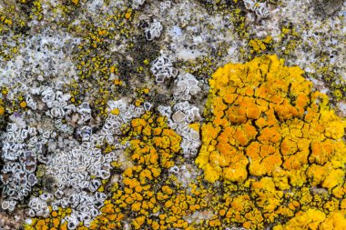 Karadeniz yakınlarındaki beton bir duvar ve taşlar üzerinde Caloplaca Saksonya ve diğer farklı türde kabuklu liken türleri, Odessa