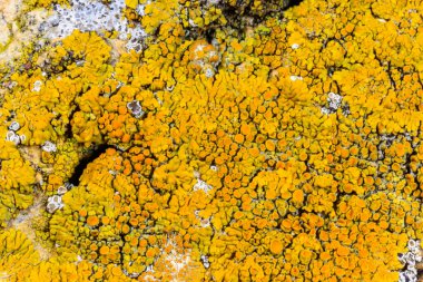 Karadeniz yakınlarındaki beton bir duvar ve taşlar üzerinde Caloplaca Saksonya ve diğer farklı türde kabuklu liken türleri, Odessa