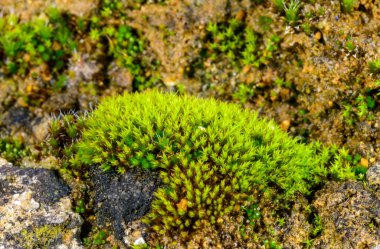 Karadeniz yakınlarındaki kayalıklardaki lichenlerle çevrili yeşil yosunlar.