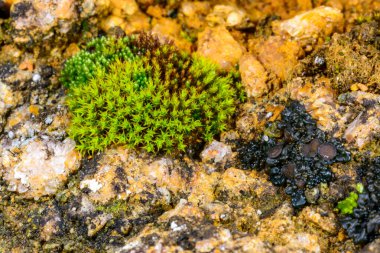 Karadeniz yakınlarındaki kayalıklardaki lichenlerle çevrili yeşil yosunlar.