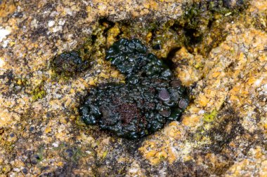 Karadeniz kıyısındaki kayalıklarda büyüyen üreme organları olan siyah kabuklu liken.