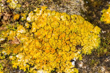 Karadeniz yakınlarındaki beton bir duvar ve taşlar üzerinde Caloplaca Saksonya ve diğer farklı türde kabuklu liken türleri, Odessa