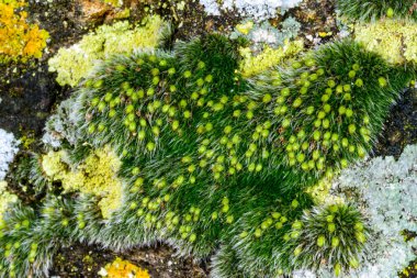Grimmia pulvinata - deniz kenarındaki ıslak taşların üzerindeki spor kutularıyla yosunları çoğaltıyor, Odessa